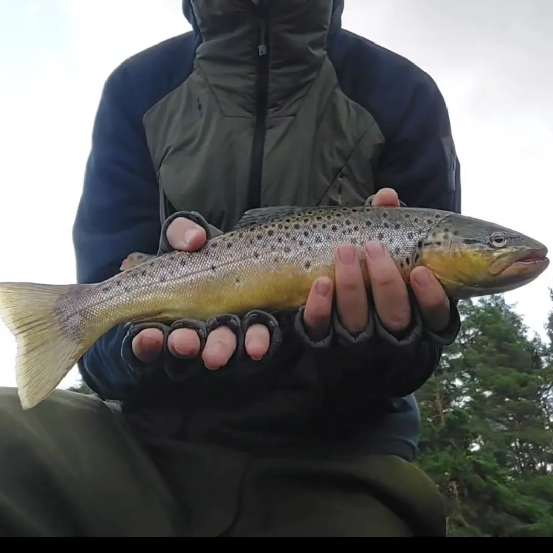 The most recent Spotted seatrout catches on Fishbrain