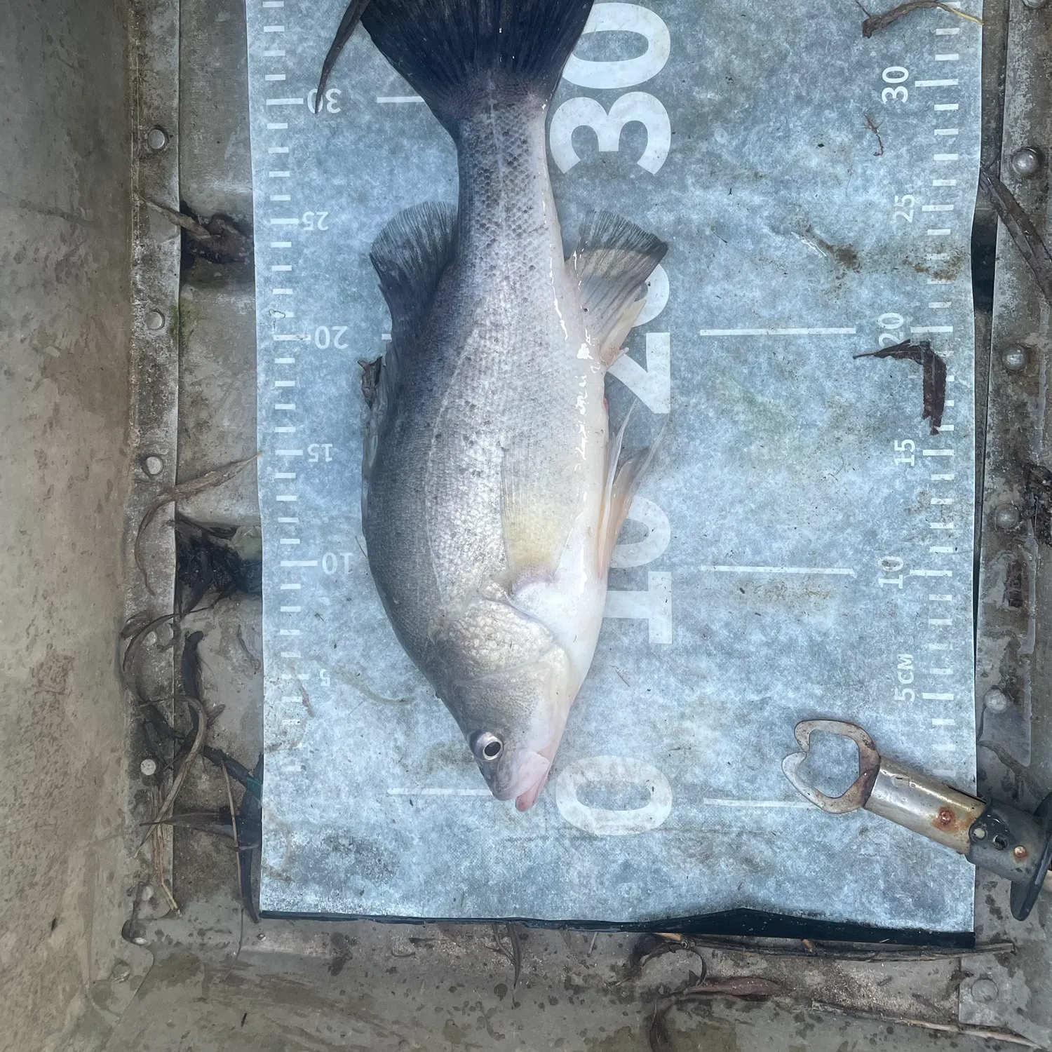 The most recent Golden perch catches on Fishbrain