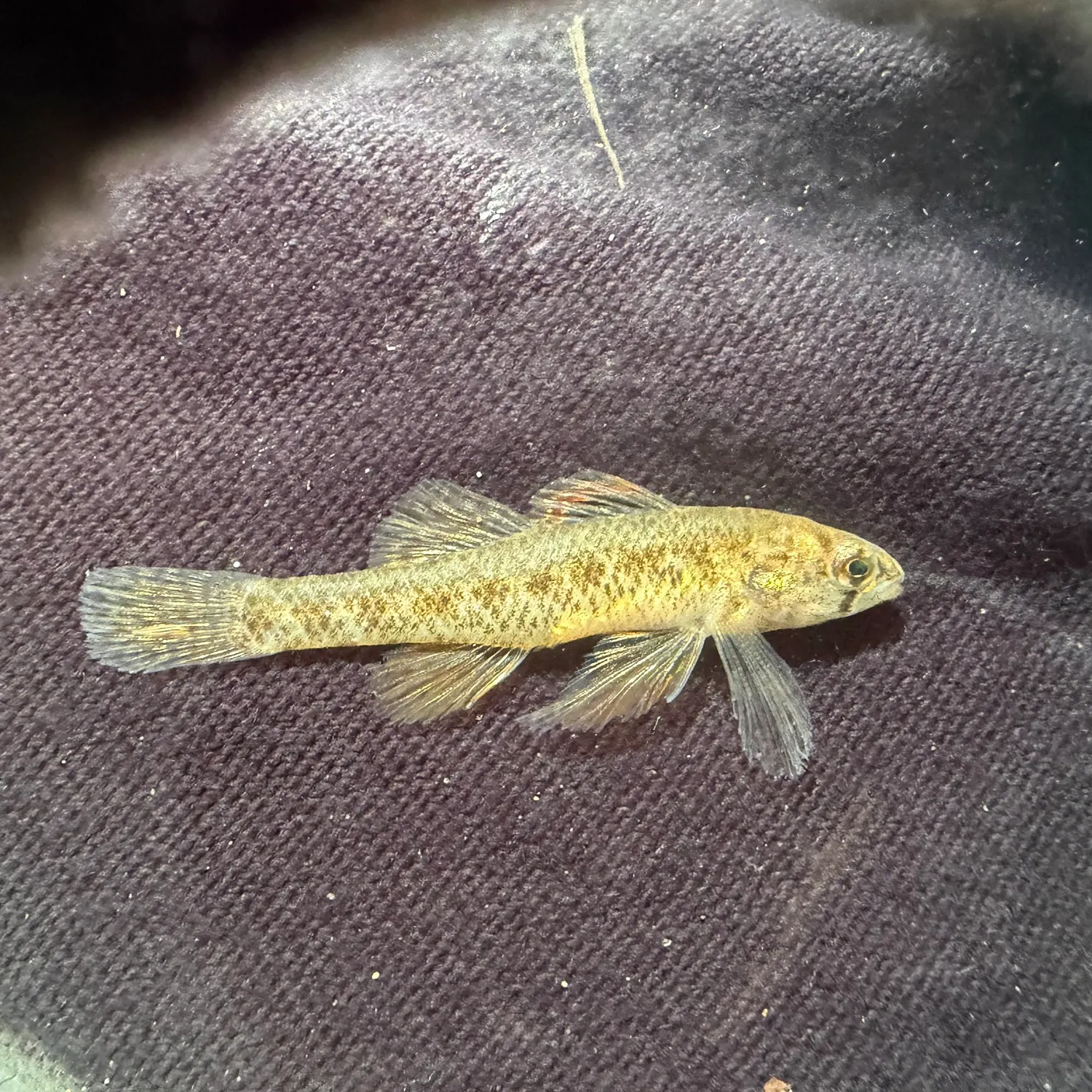 The most recent Least killifish catches on Fishbrain