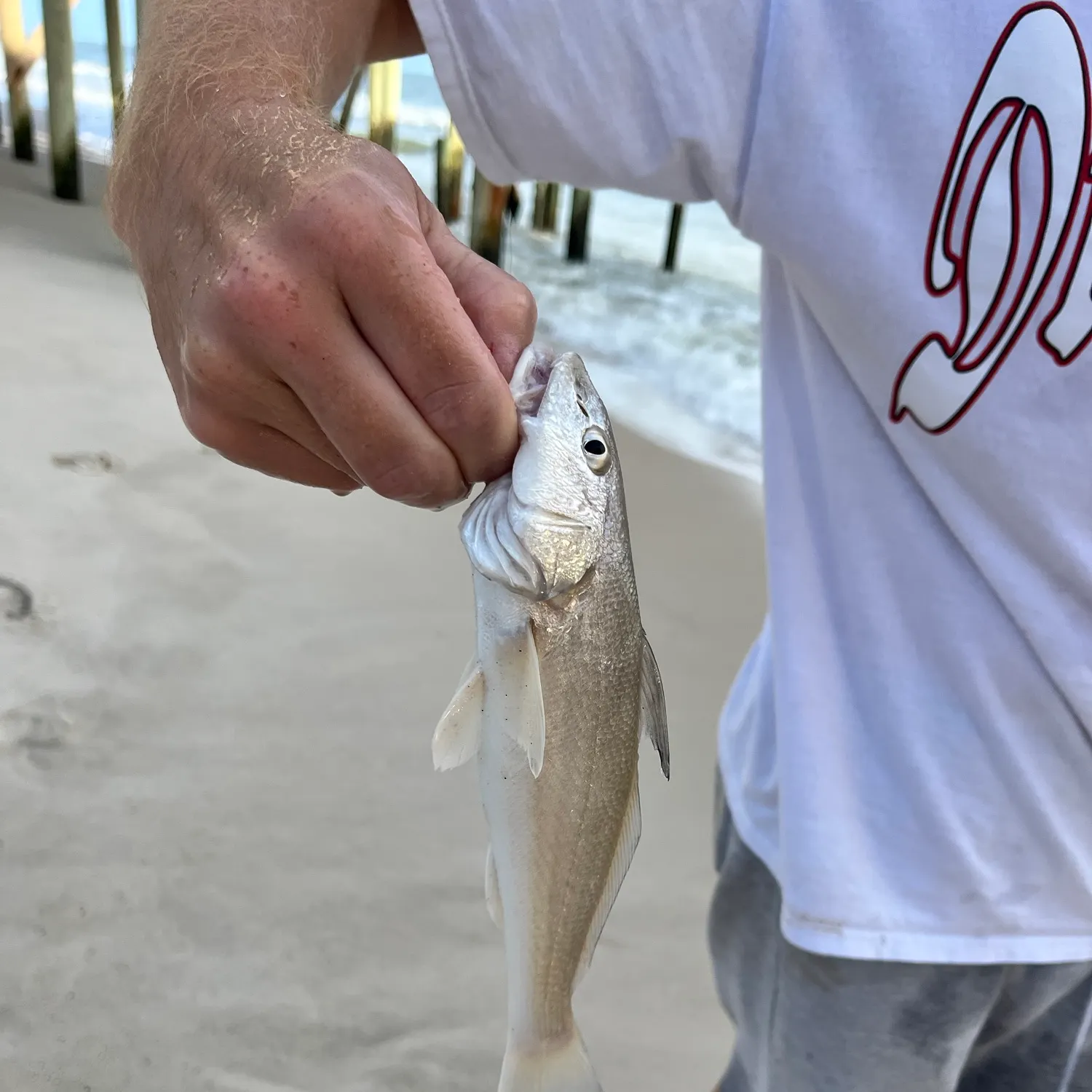 Gulf kingcroaker caught on Fishbrain