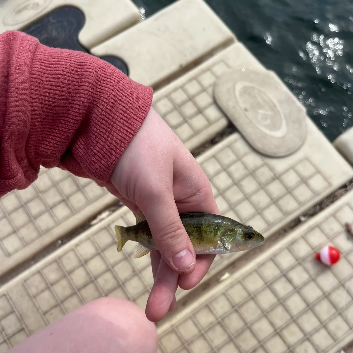 Yellow perch caught on Fishbrain