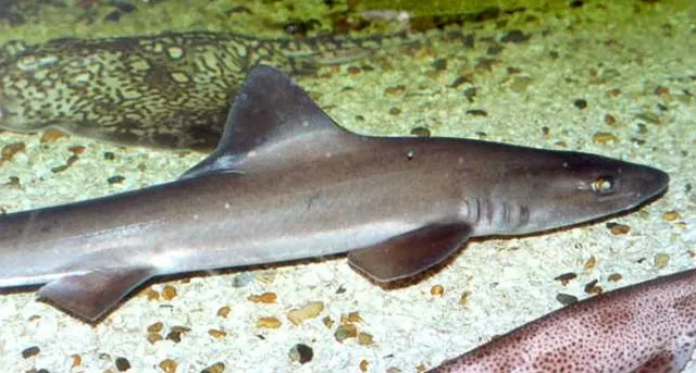 Common smooth-hound