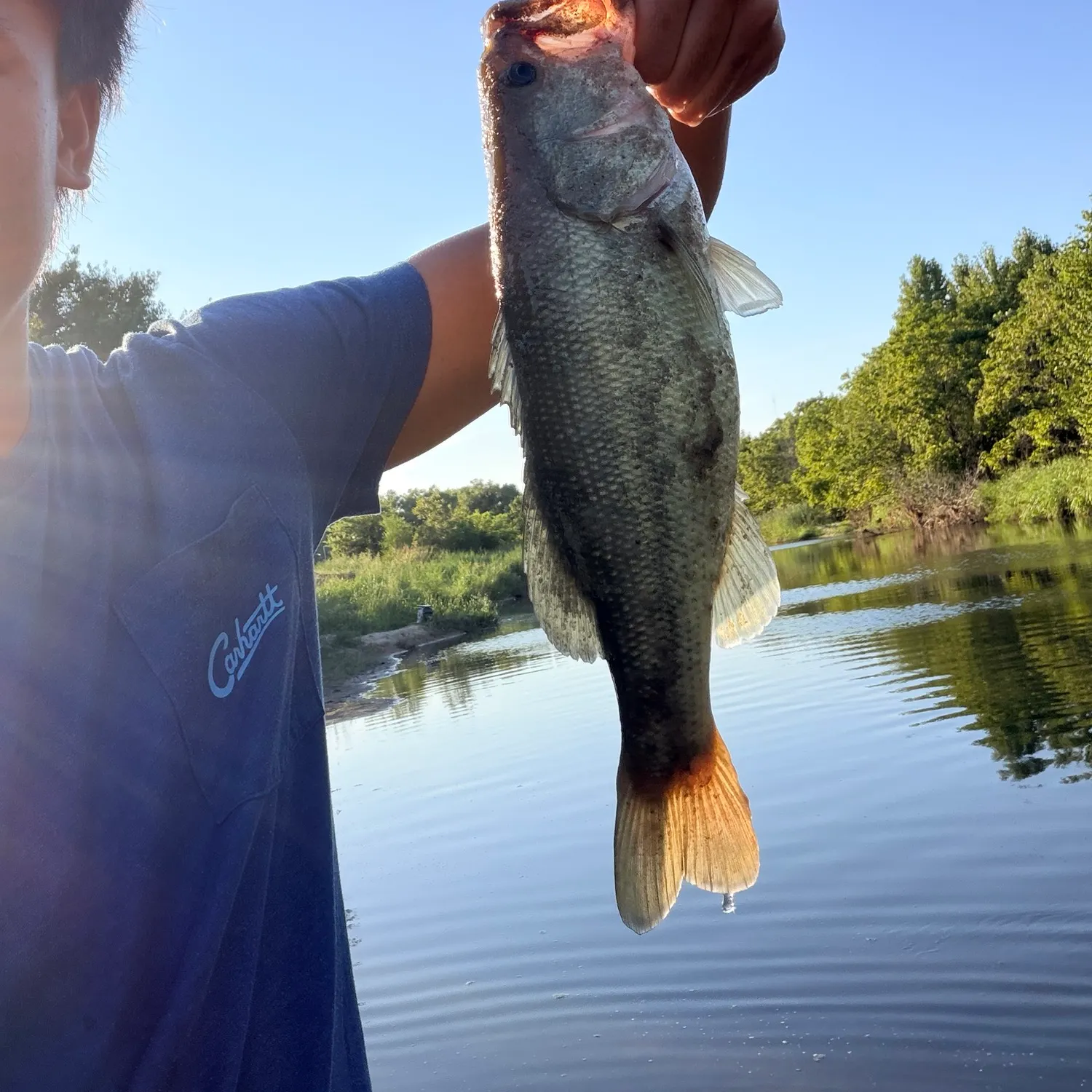 Largemouth bass caught on Fishbrain