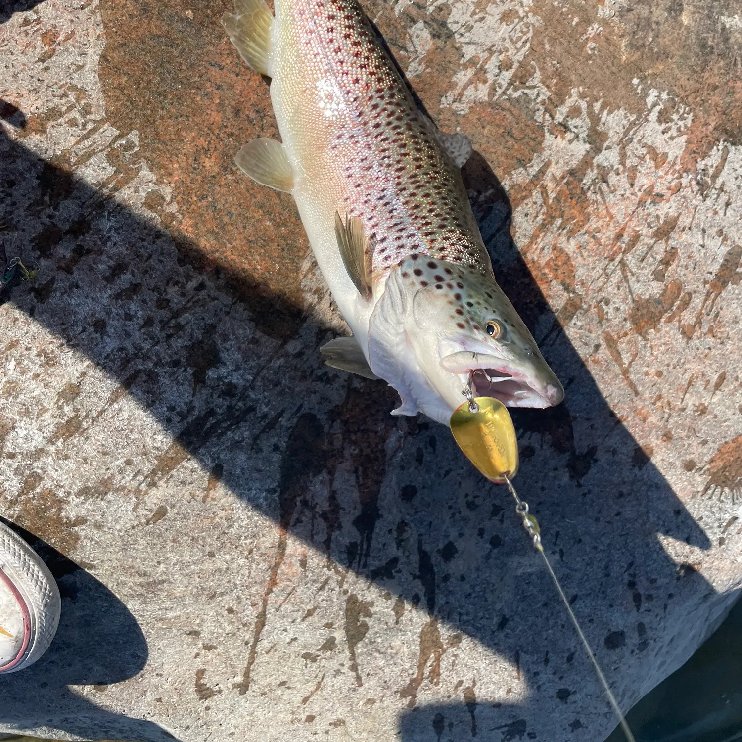 The most recent Lake trout catches on Fishbrain