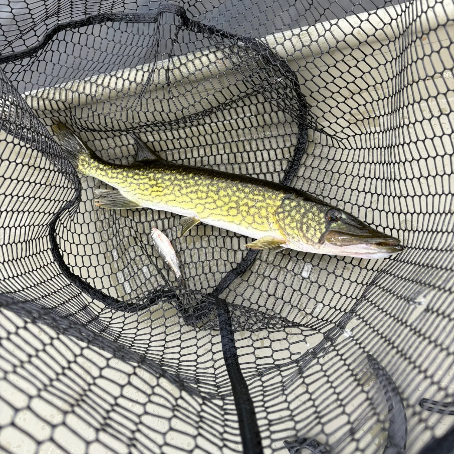 Chain pickerel caught on Fishbrain