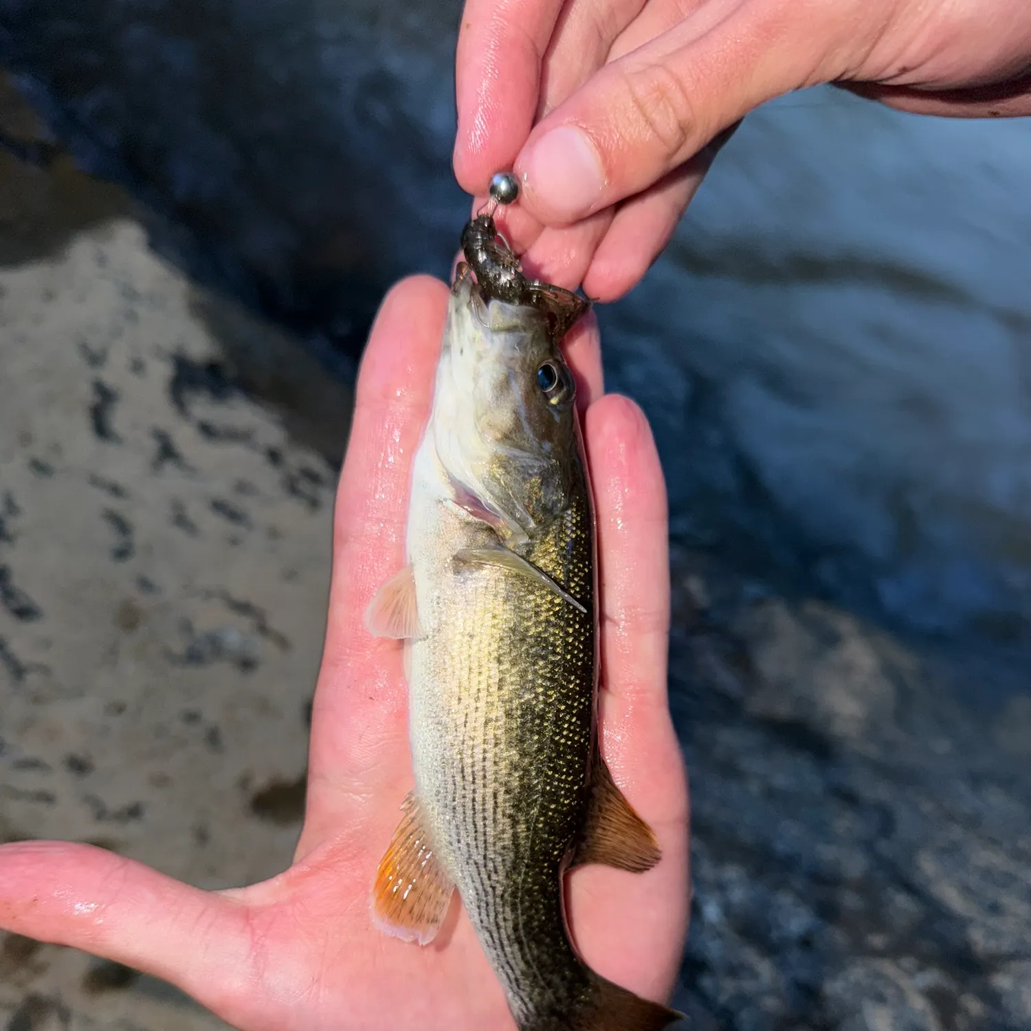The most recent Altamaha bass catches on Fishbrain
