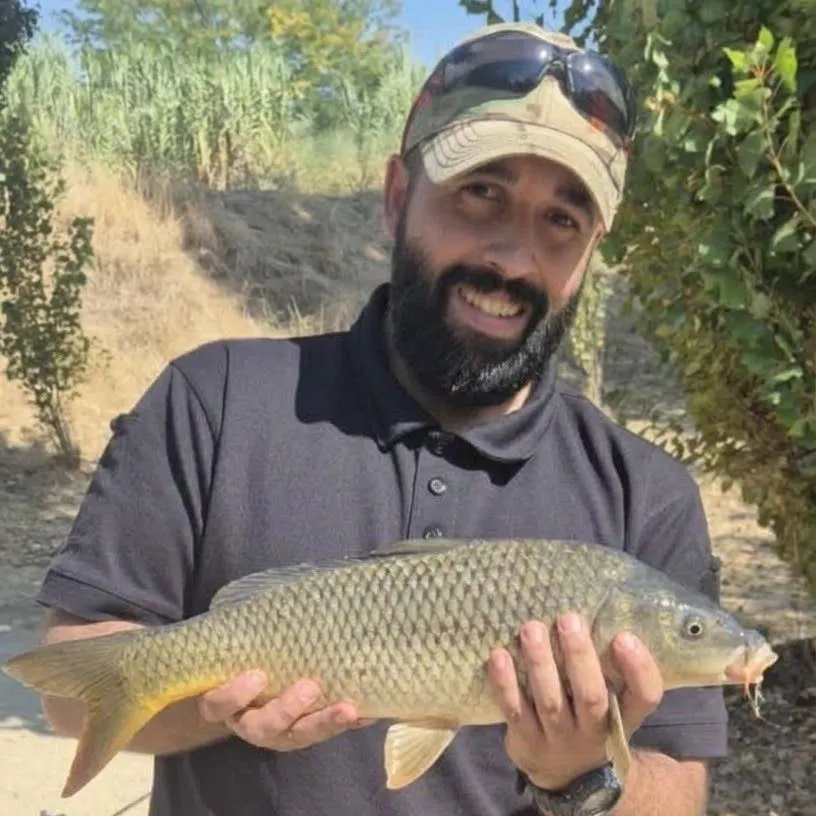 Common carp caught on Fishbrain