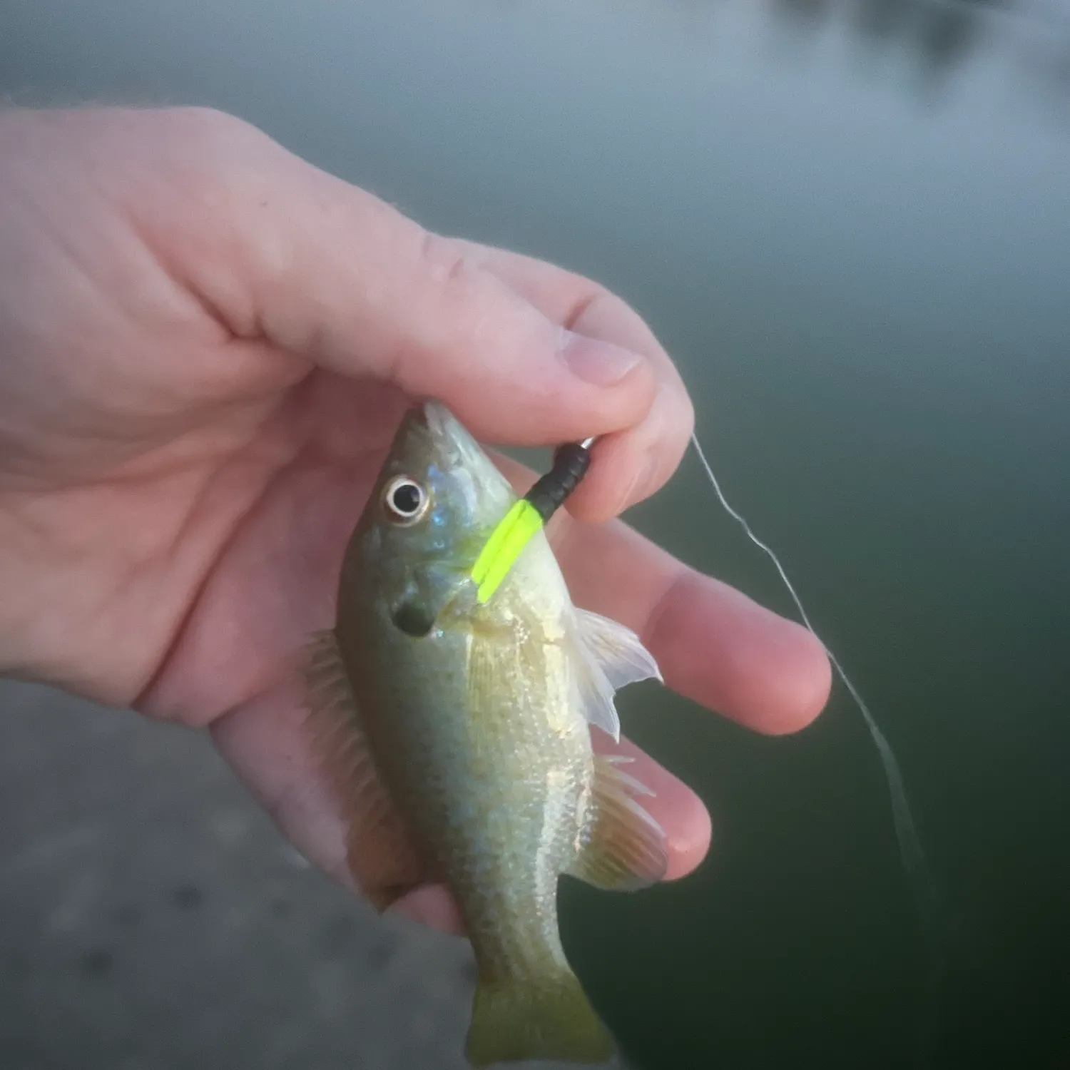 Green sunfish caught on Fishbrain