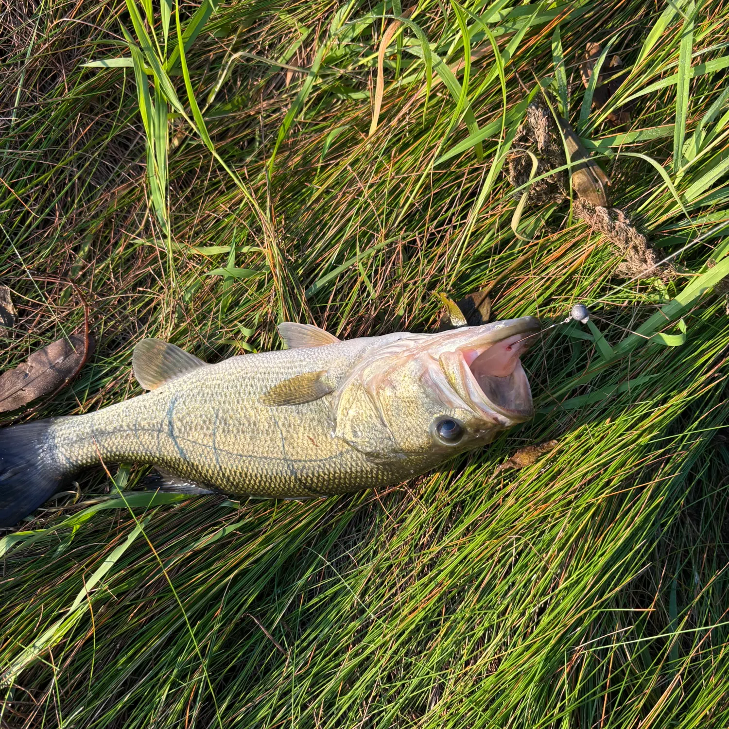 Largemouth bass caught on Fishbrain