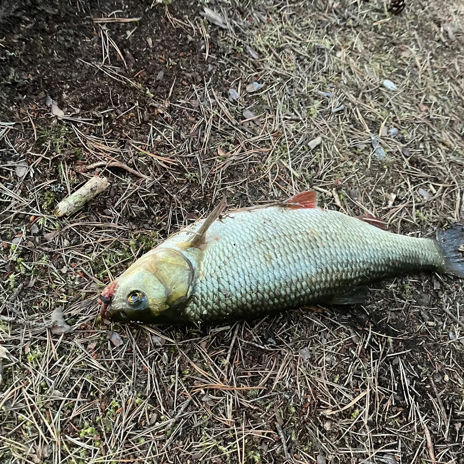 The most popular recent White bream catch on Fishbrain