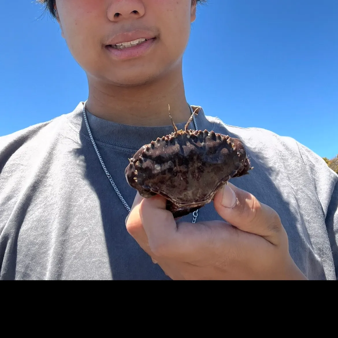The most recent Red rock crab catches on Fishbrain