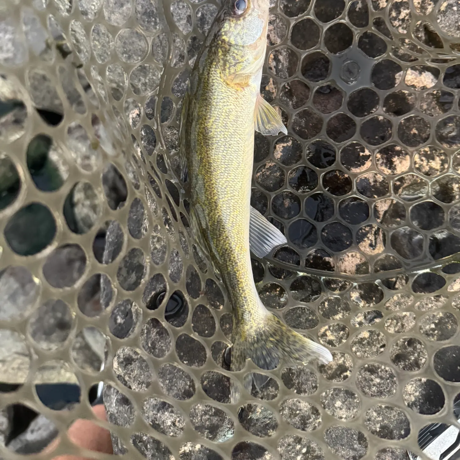 Walleye caught on Fishbrain