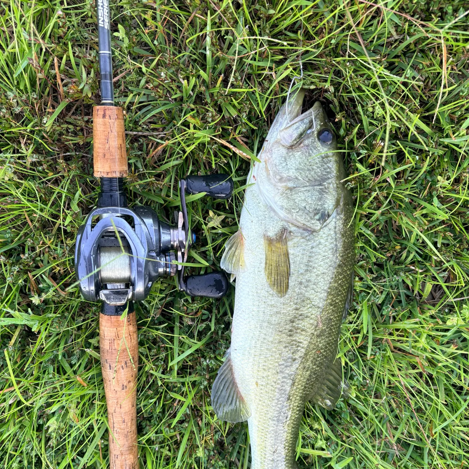 Largemouth bass caught on Fishbrain