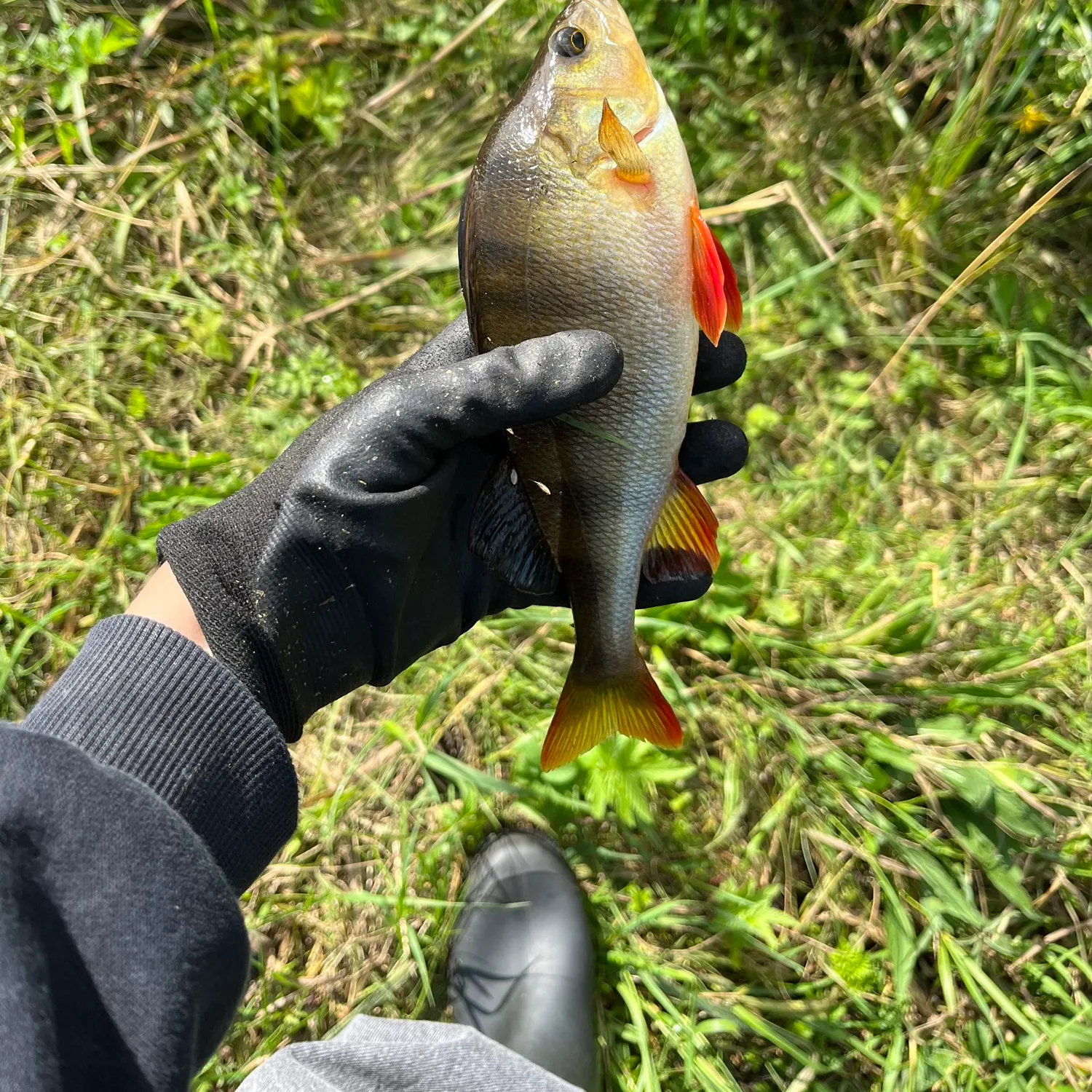 European perch caught on Fishbrain