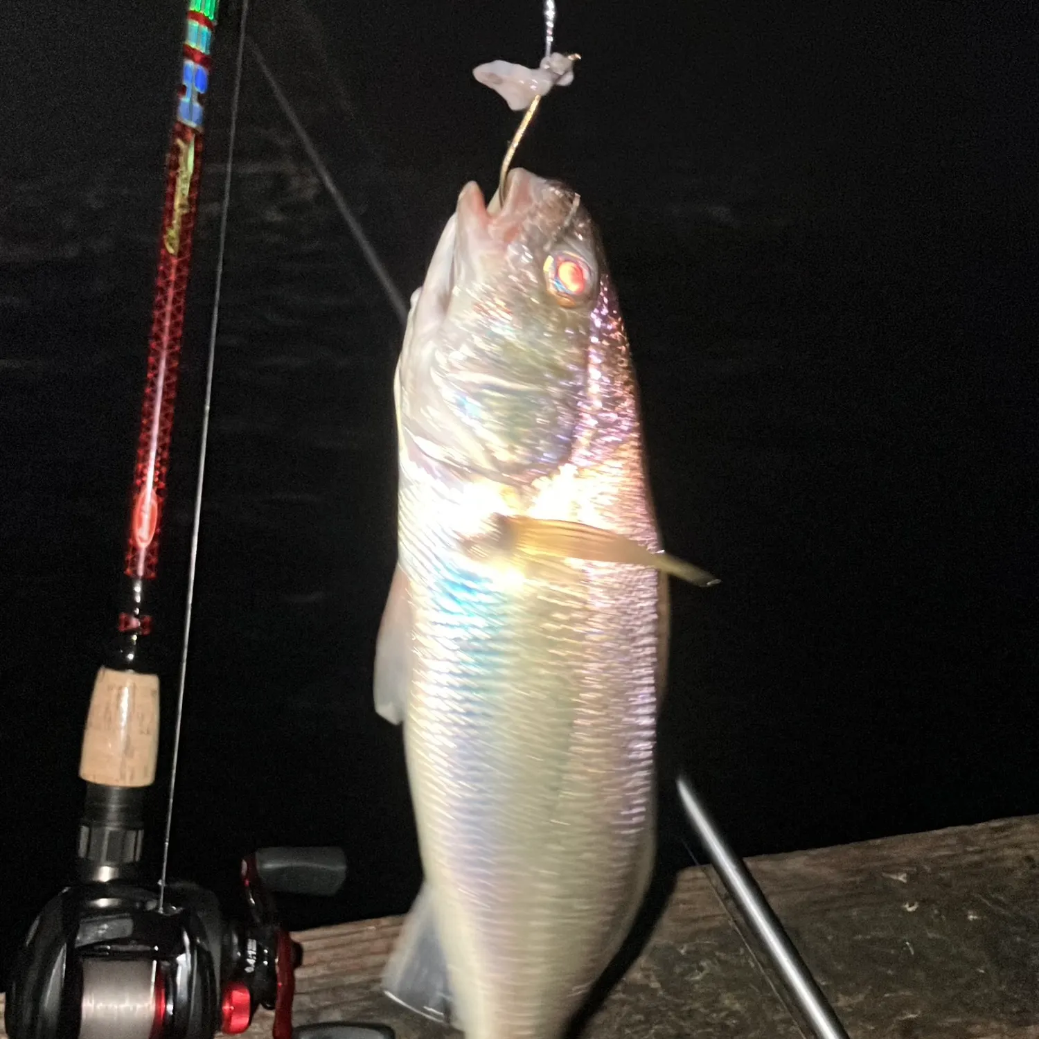 Fish caught on Fishbrain