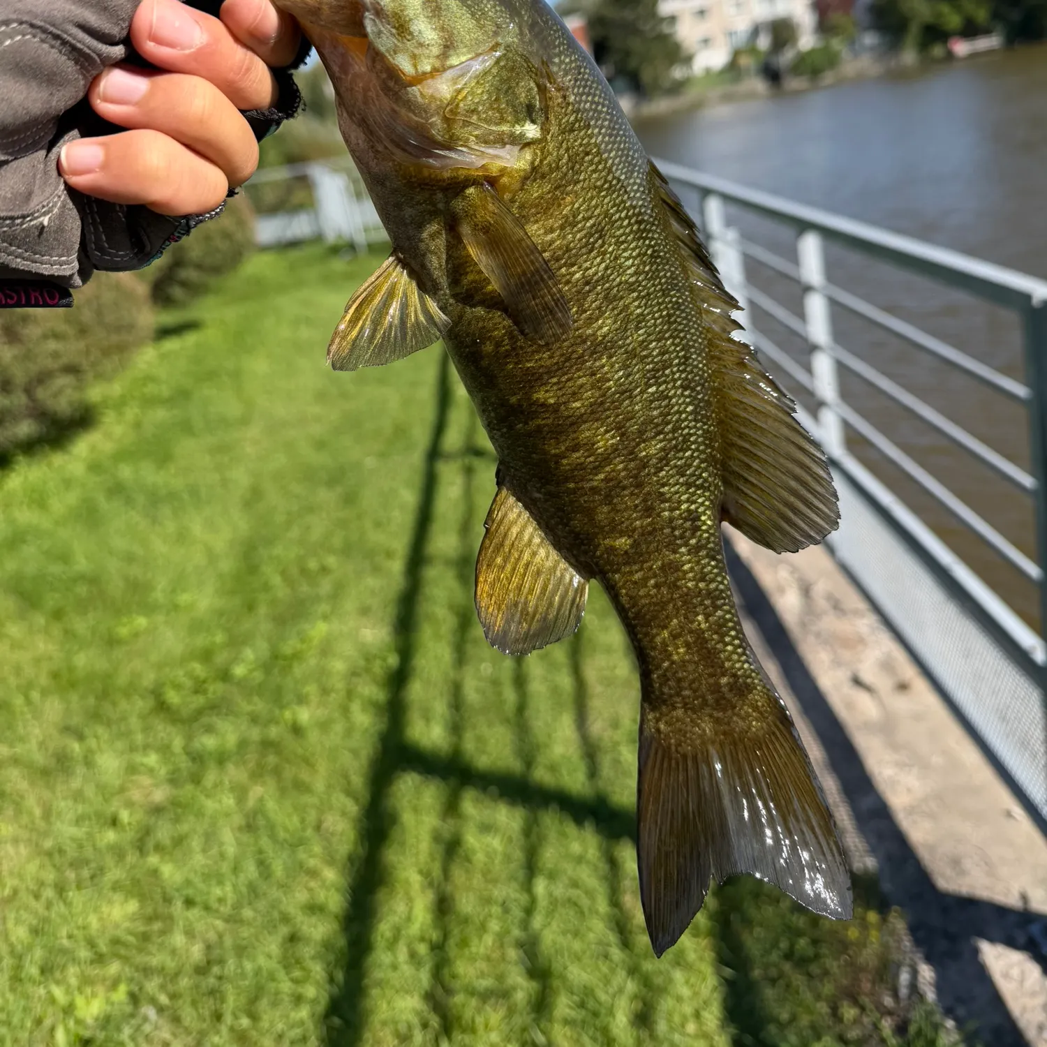 Smallmouth bass caught on Fishbrain