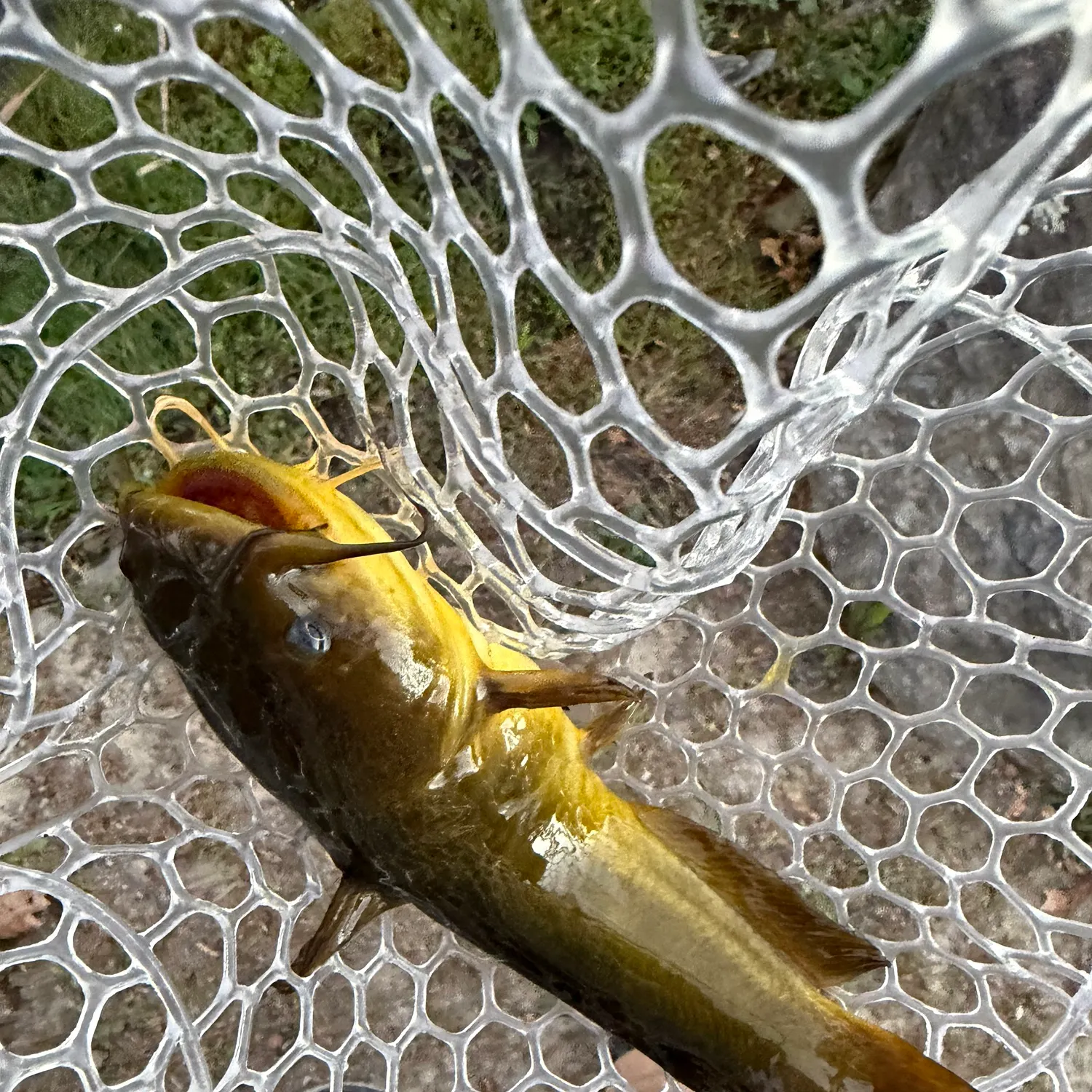 Yellow bullhead caught on Fishbrain