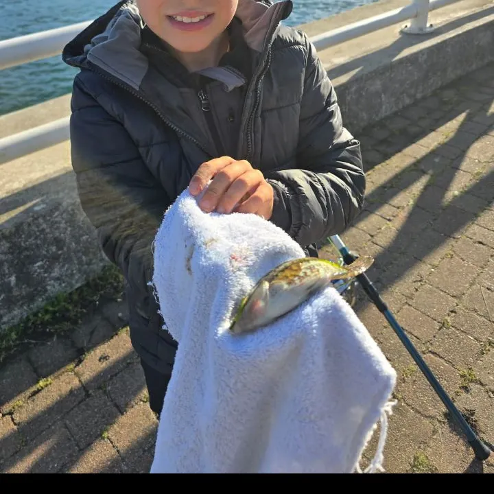 Ballan wrasse caught on Fishbrain