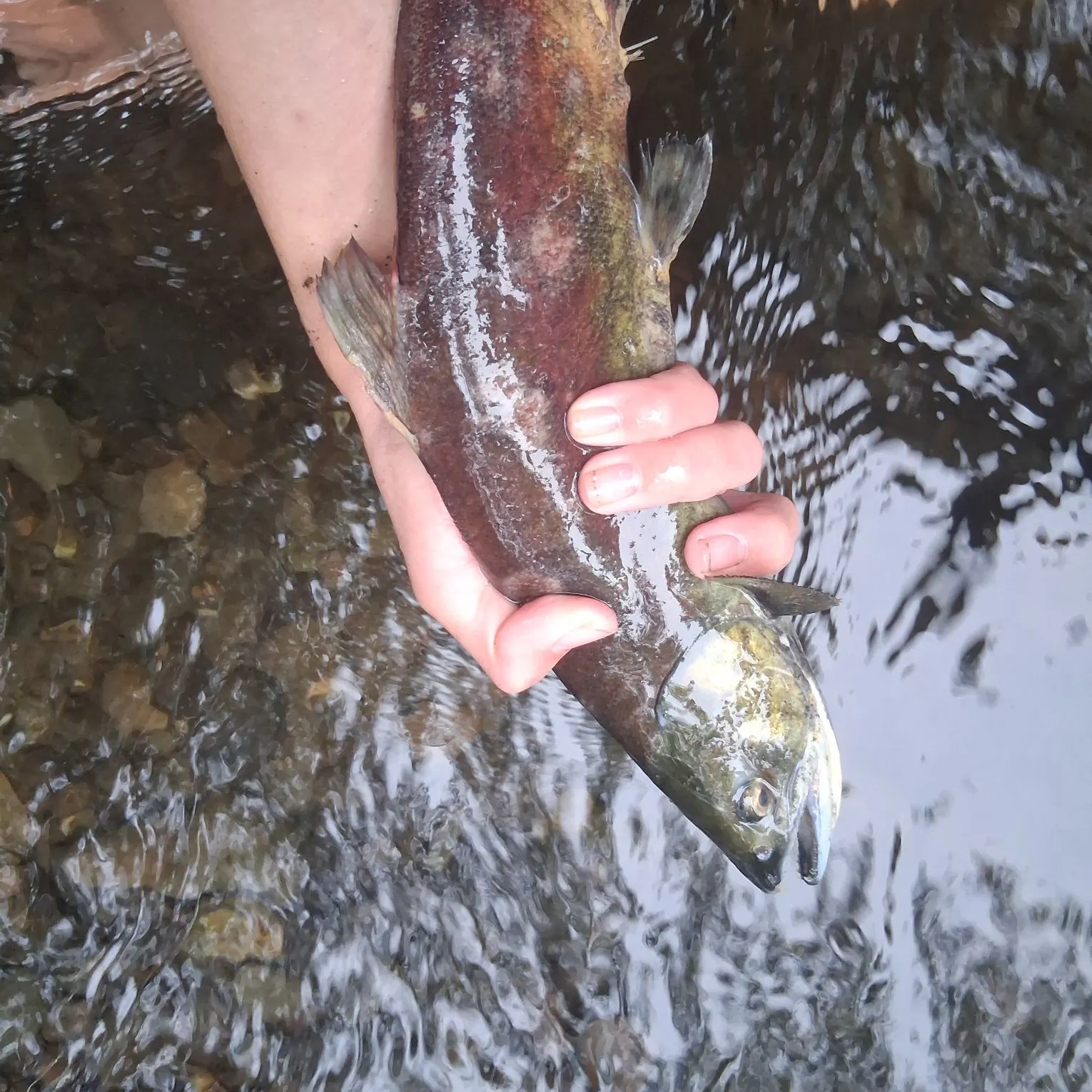 The most recent Sockeye salmon catches on Fishbrain
