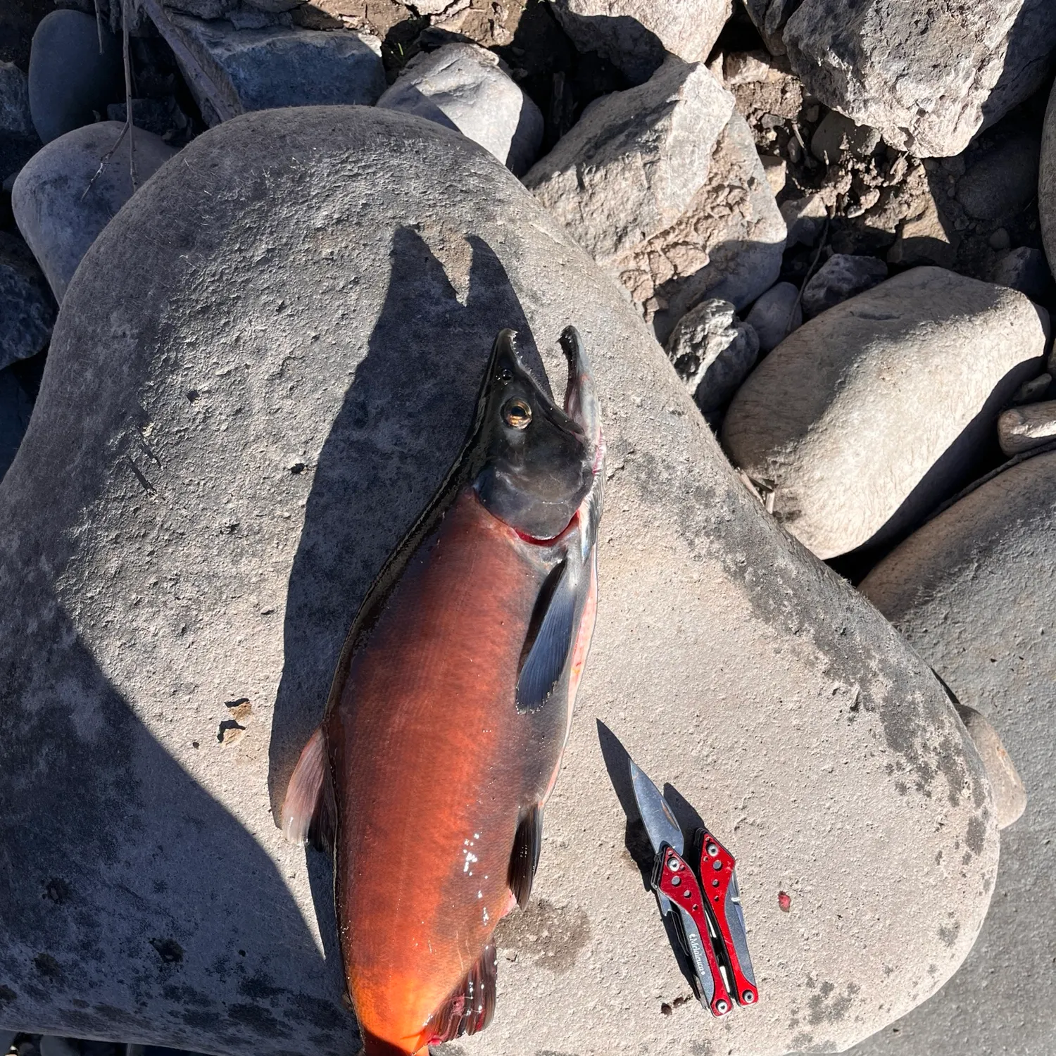 Kokanee salmon caught on Fishbrain