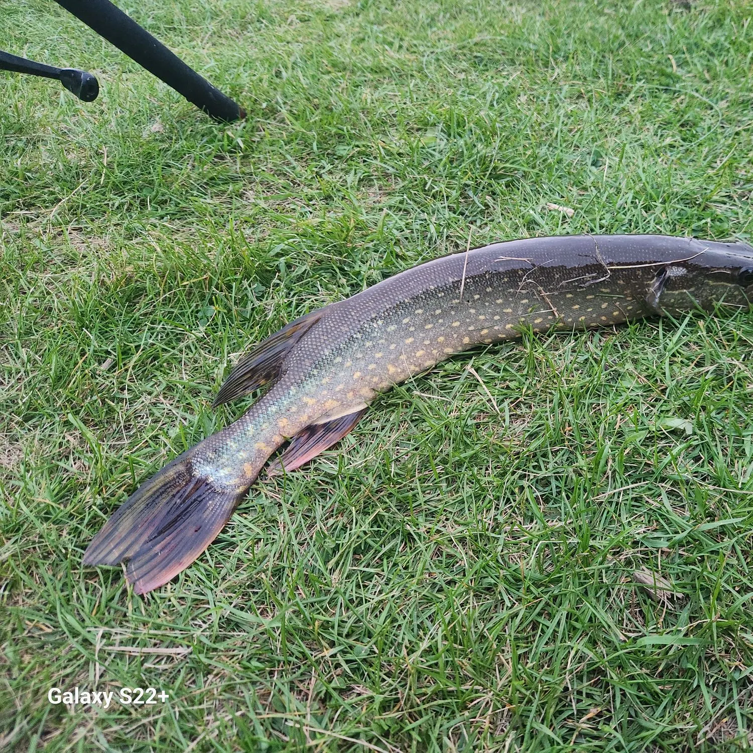 Northern pike caught on Fishbrain