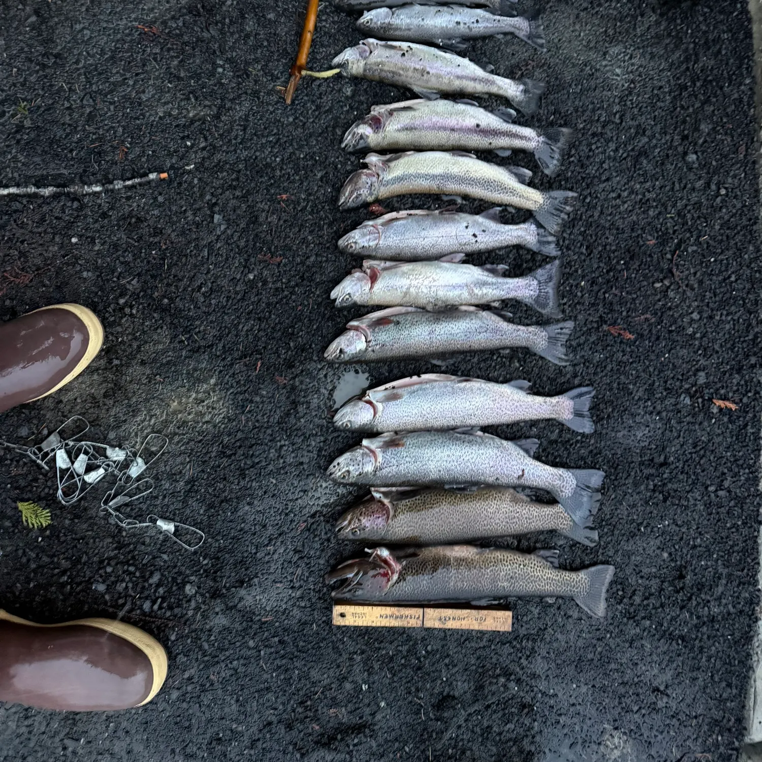 recently logged catches