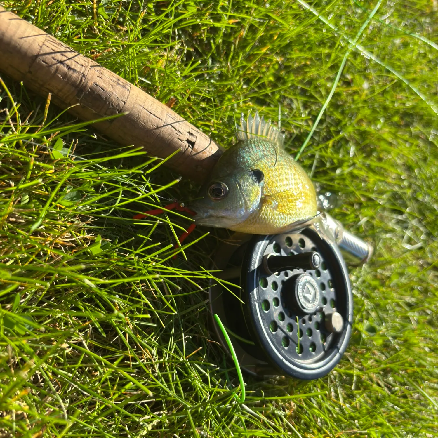 Bluegill caught on Fishbrain