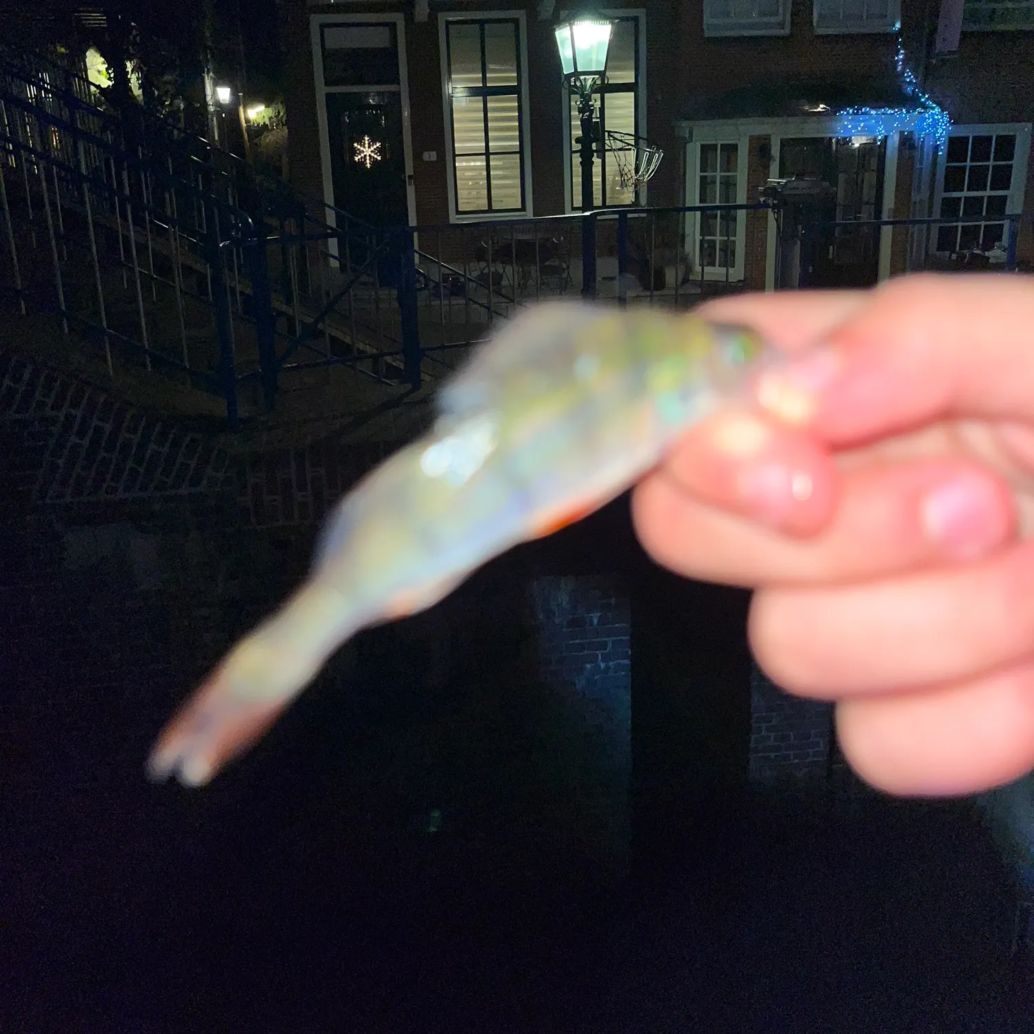 The most recent European eel catches on Fishbrain