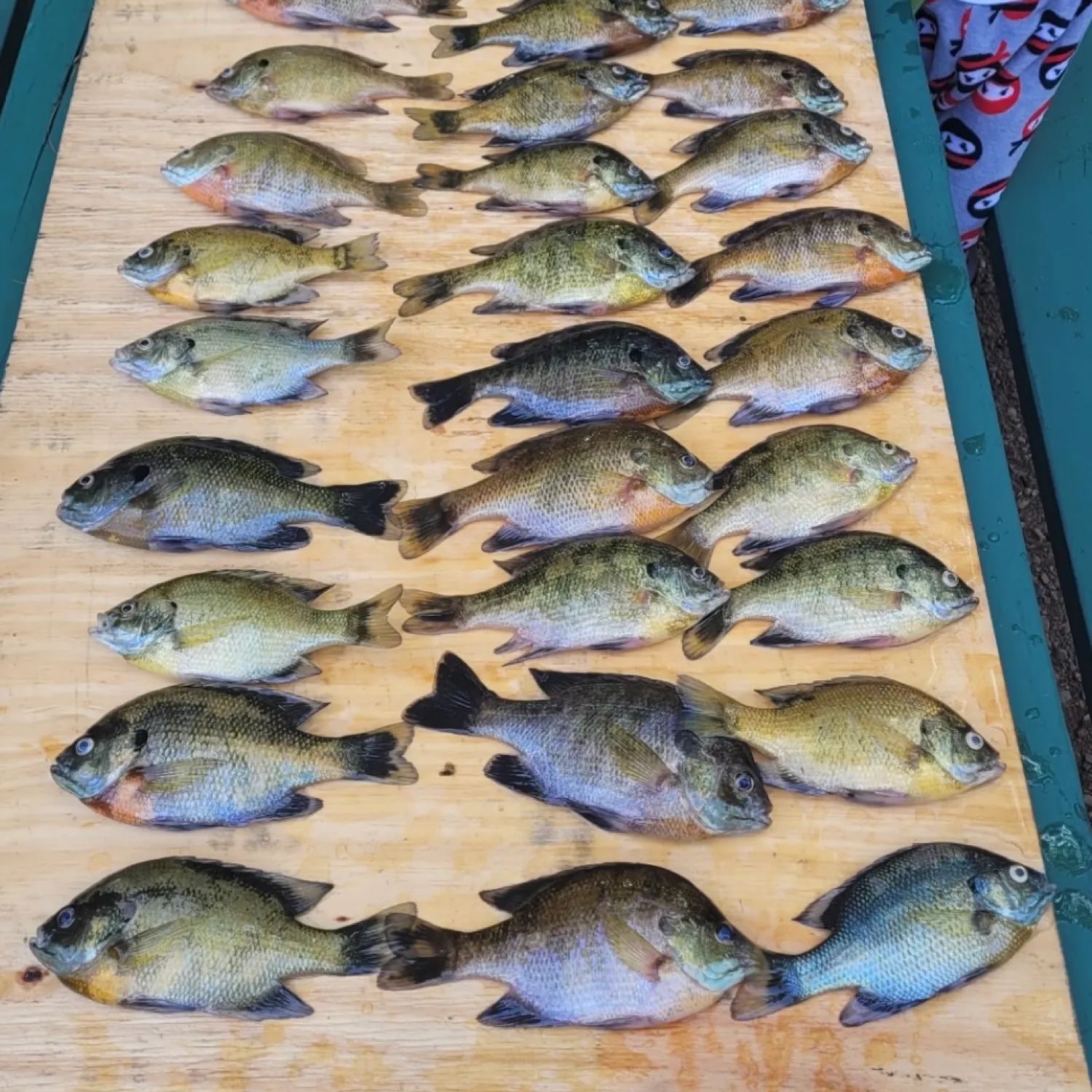 recently logged catches