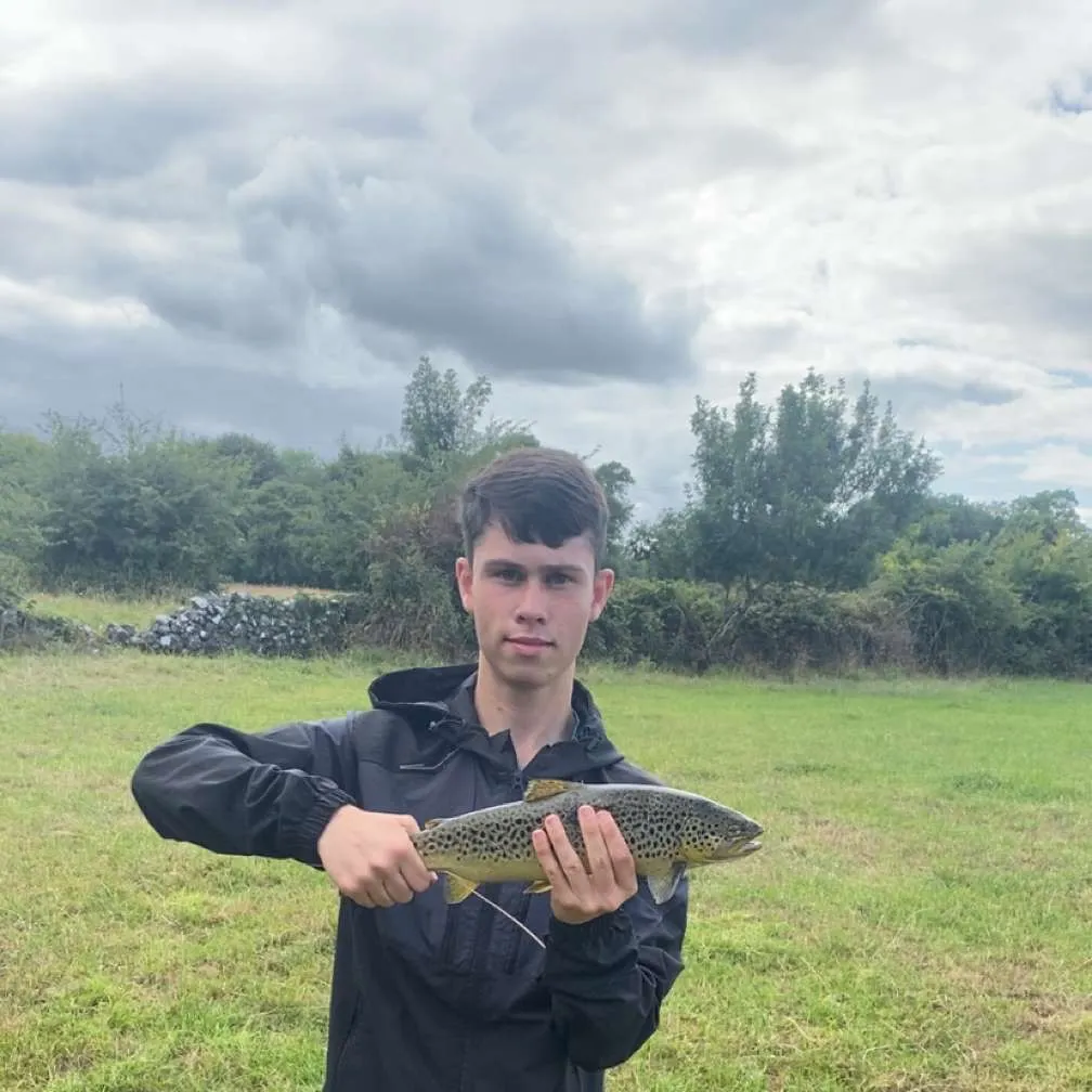 Brown trout caught on Fishbrain