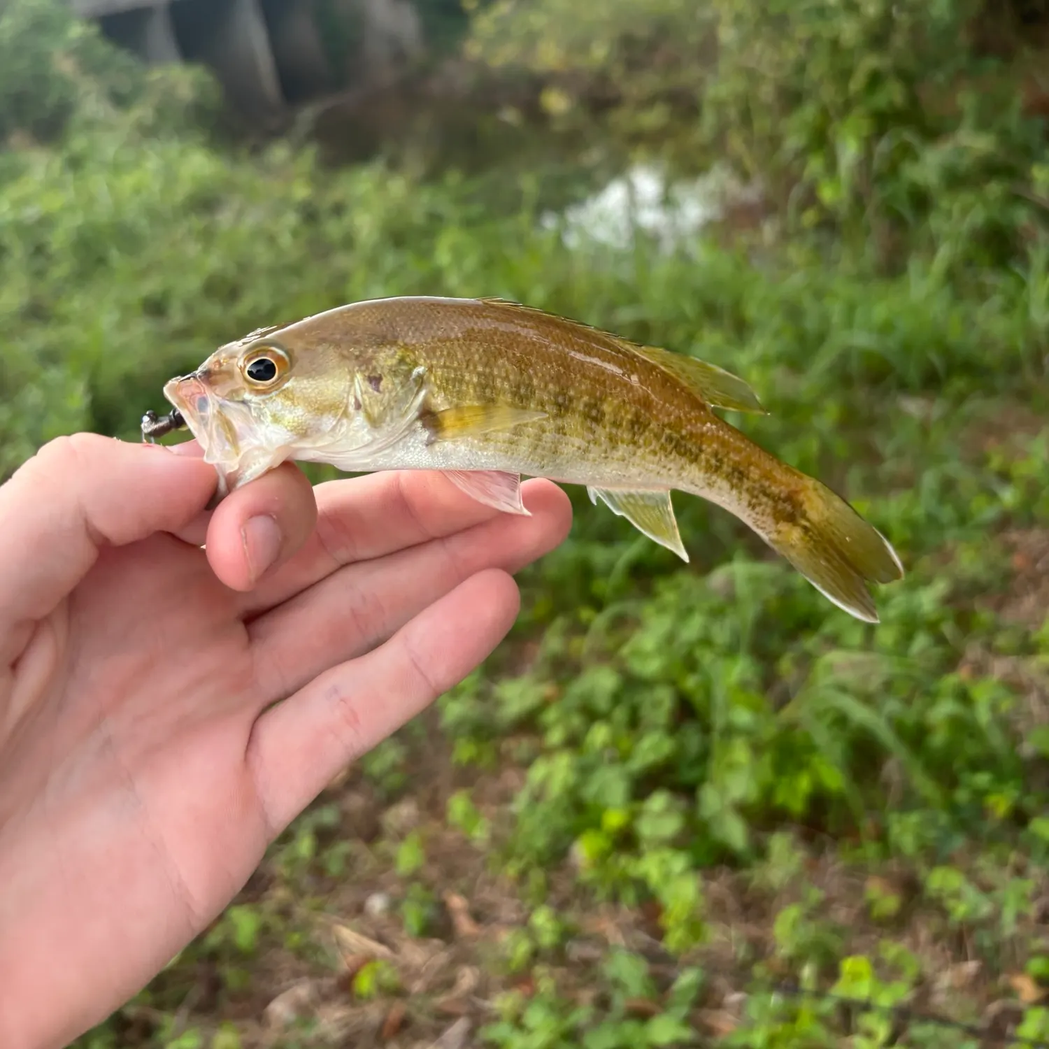 The most recent Tallapoosa bass catches on Fishbrain