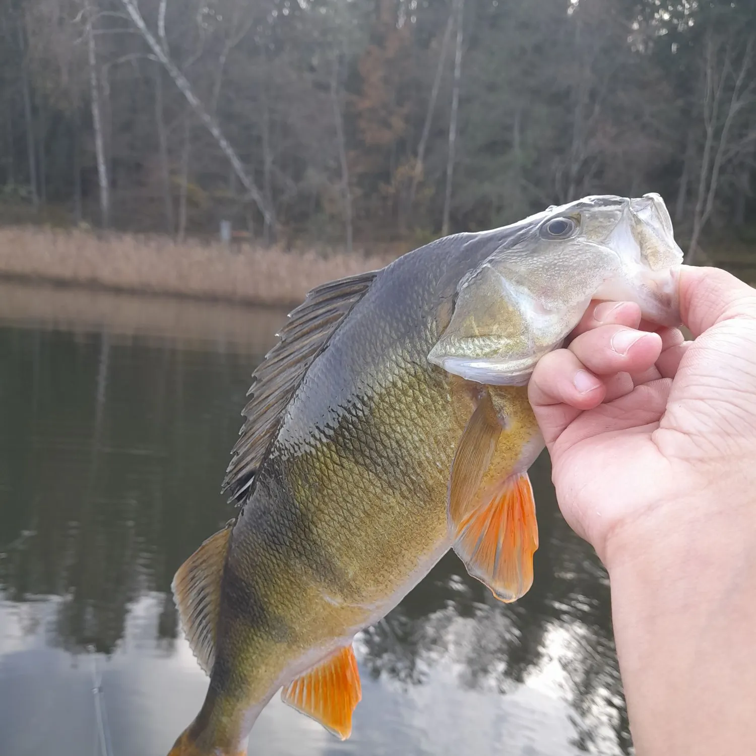 European perch caught on Fishbrain
