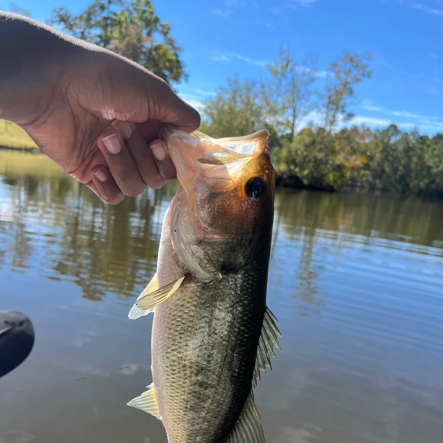 Largemouth bass caught on Fishbrain