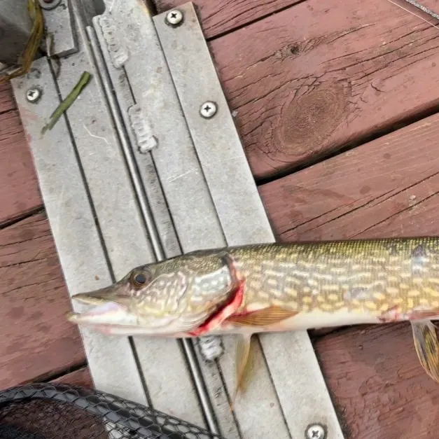Northern pike caught on Fishbrain