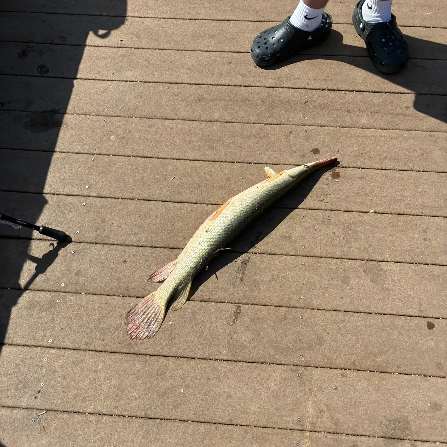 Alligator gar caught on Fishbrain