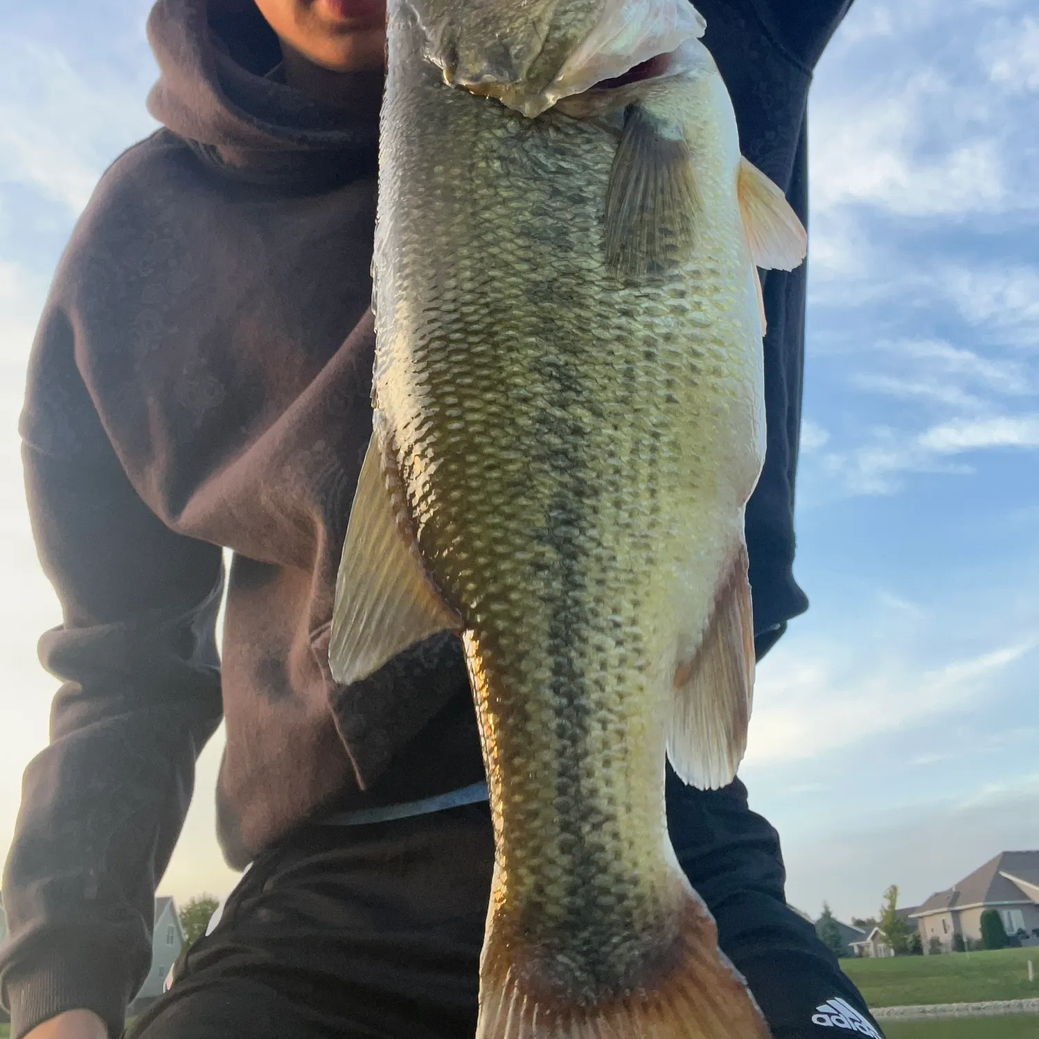 Largemouth bass caught on Fishbrain