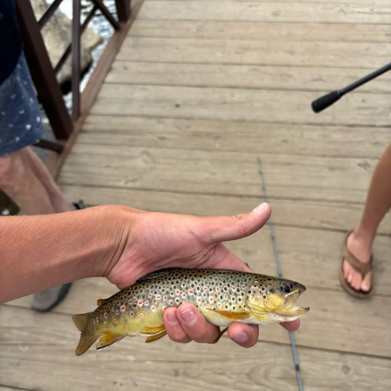 Lake trout caught on Fishbrain