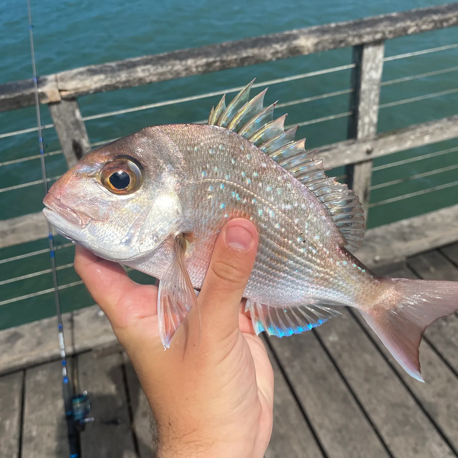 Australasian snapper caught on Fishbrain