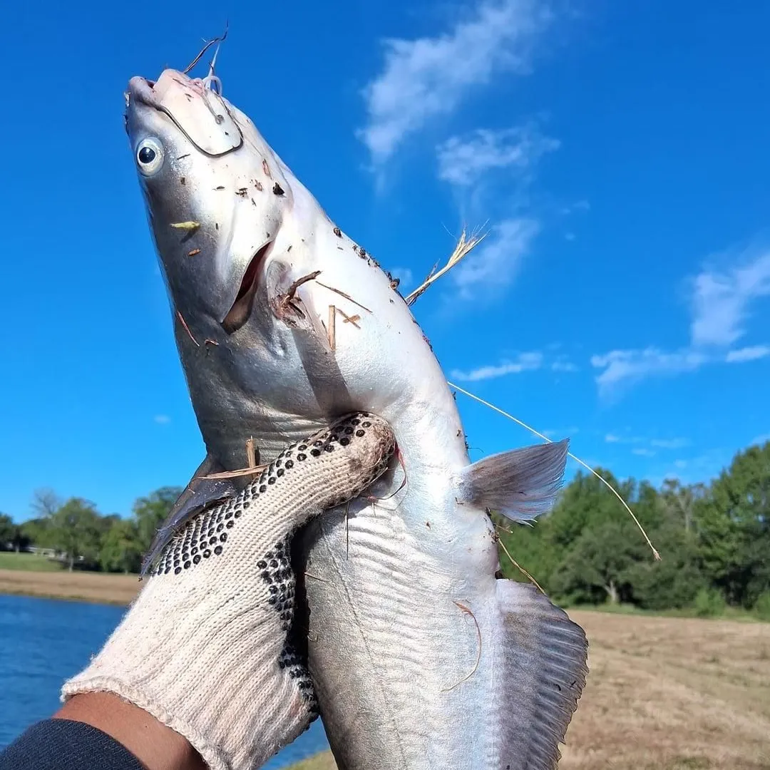 Blue catfish caught on Fishbrain