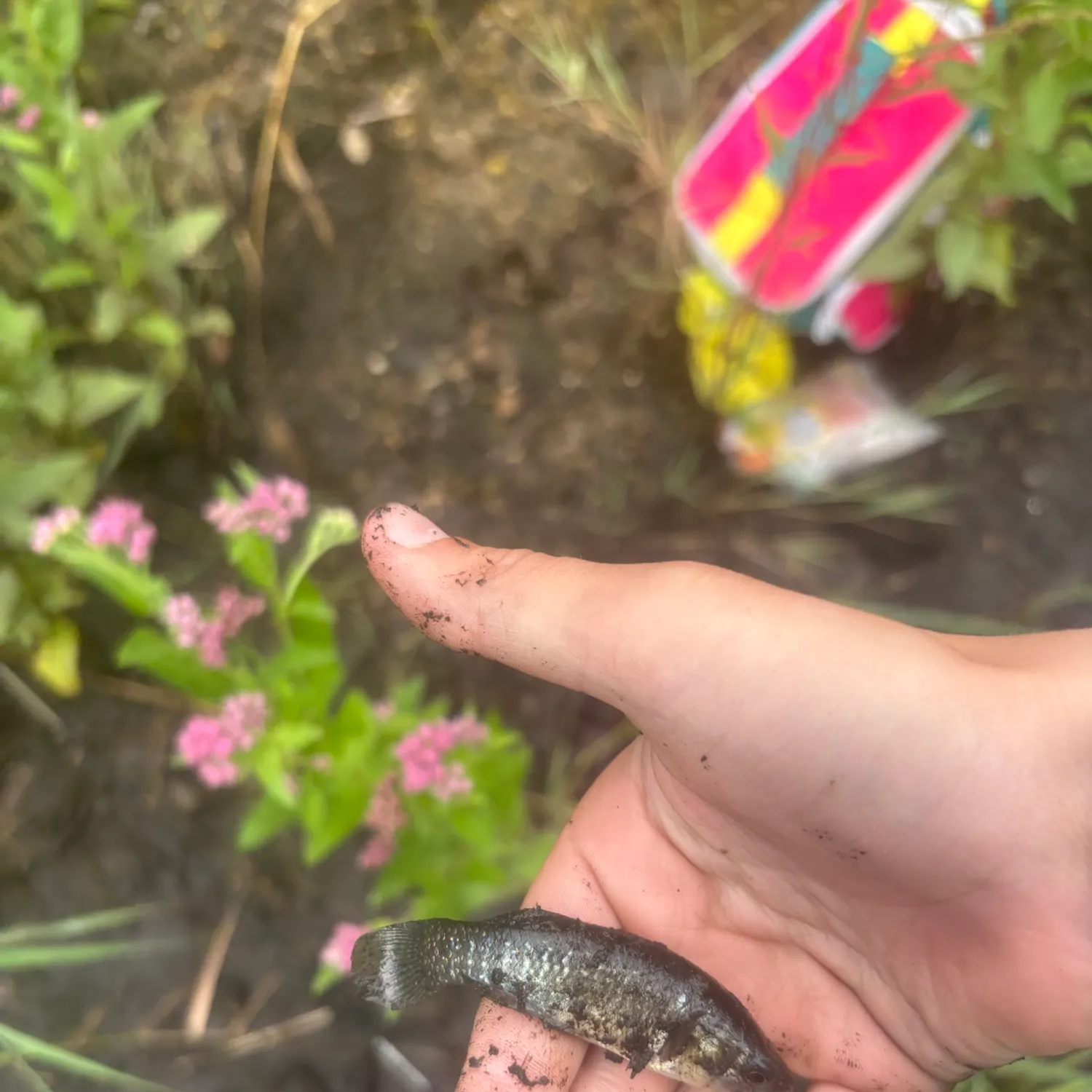Banded killifish caught on Fishbrain