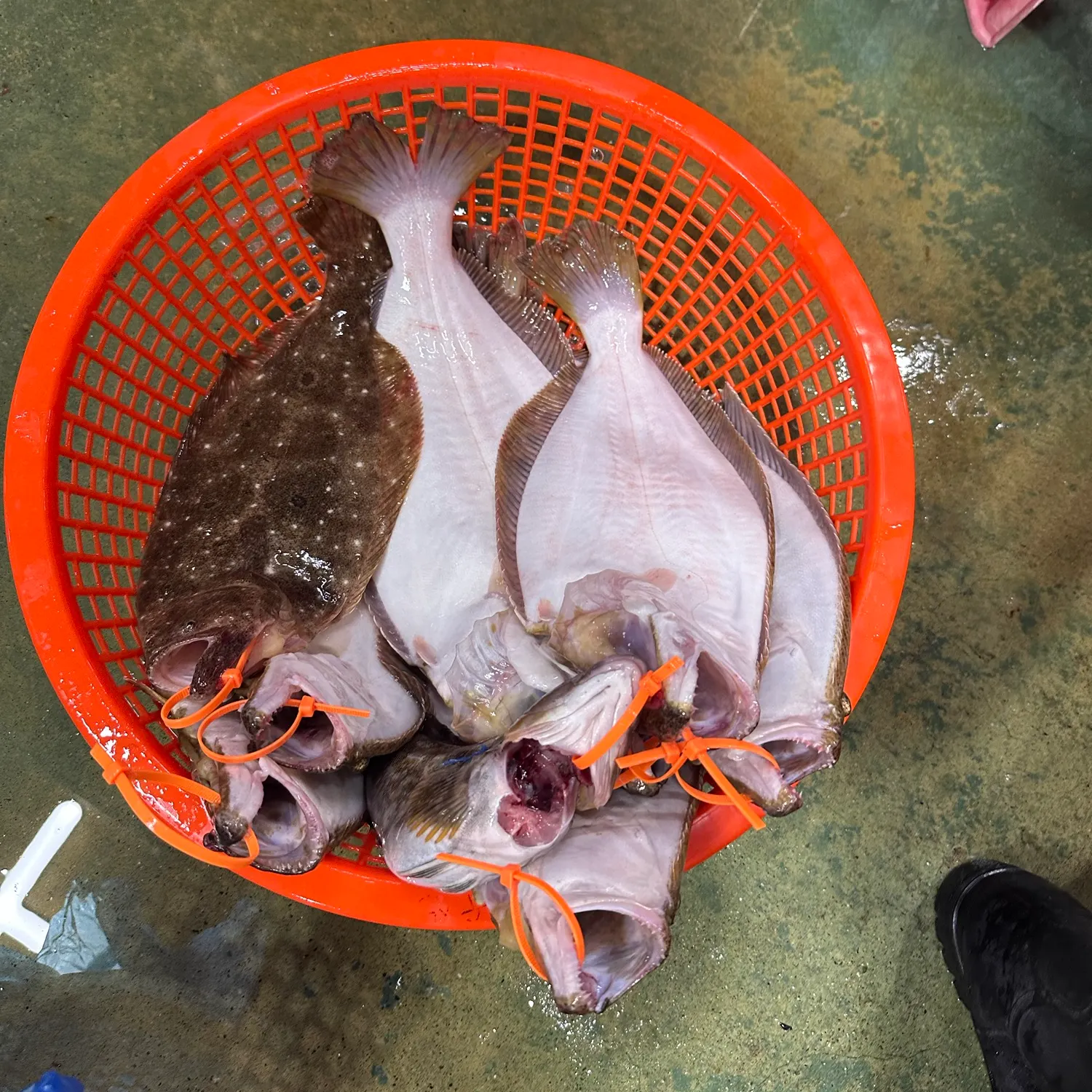 The most recent Olive flounder catches on Fishbrain