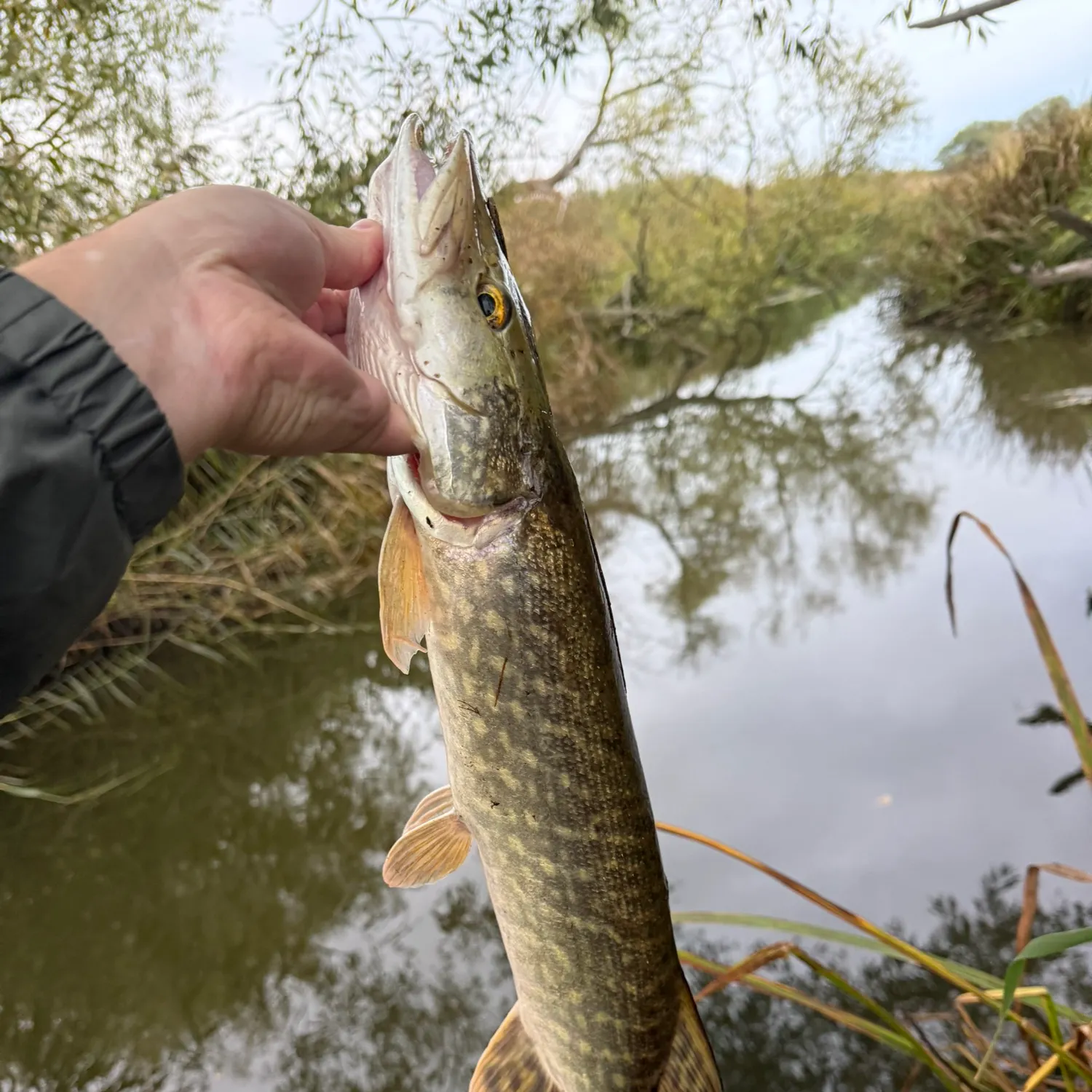 Northern pike caught on Fishbrain