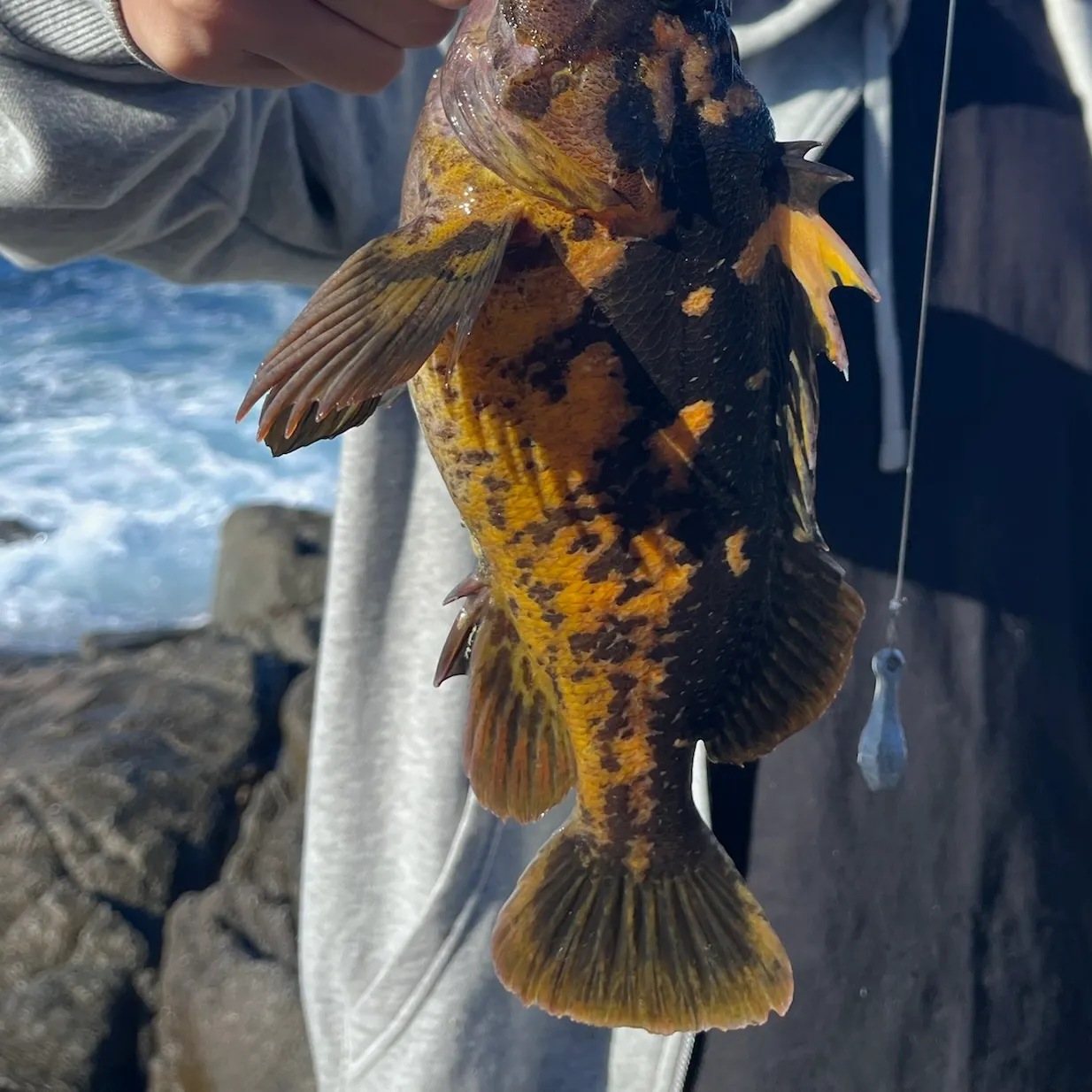 The most recent China rockfish catches on Fishbrain