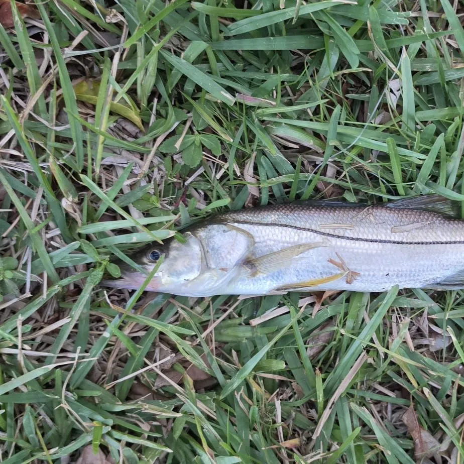 The most recent Tarpon Snook catches on Fishbrain