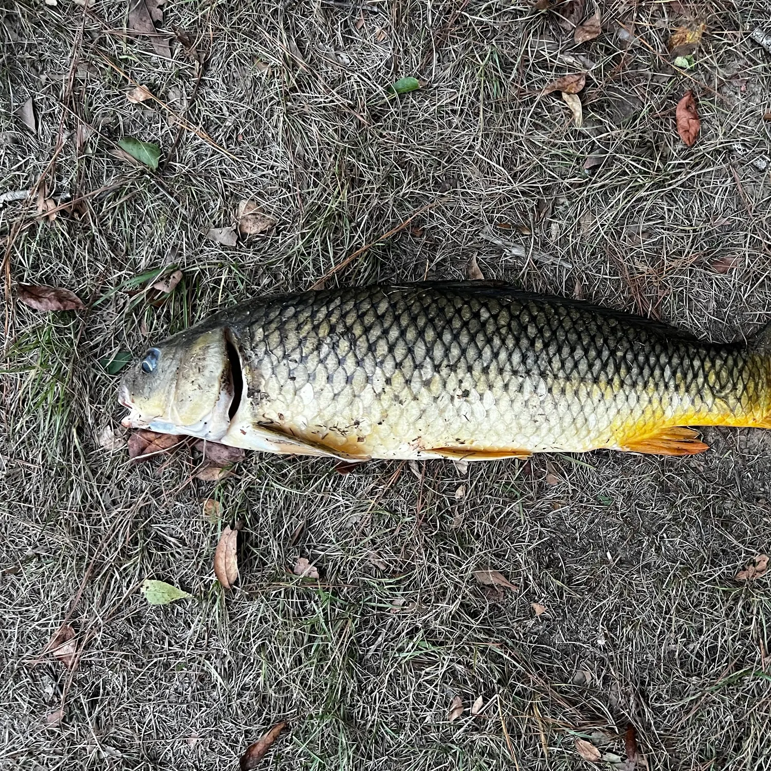 Common carp caught on Fishbrain