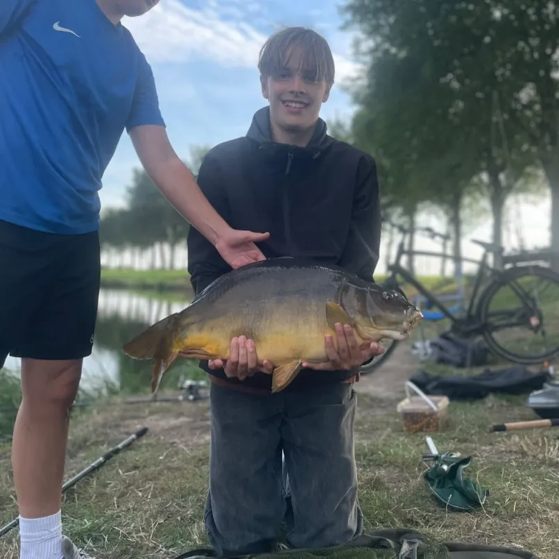 Mirror carp caught on Fishbrain