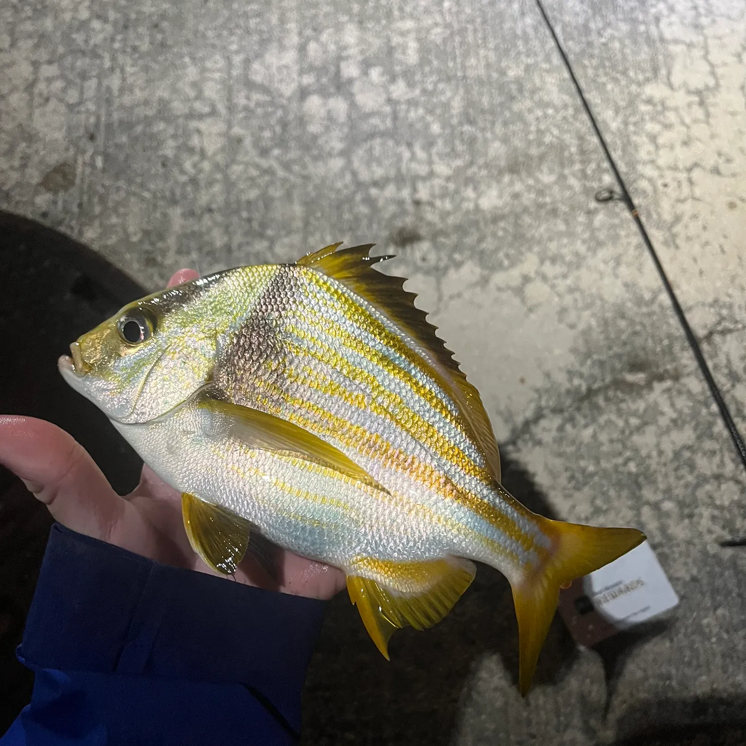 The most recent Atlantic porkfish catches on Fishbrain