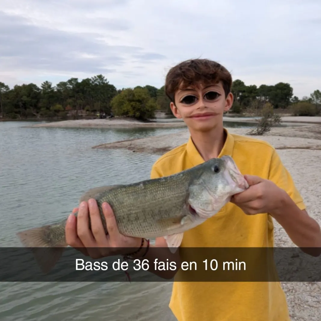 Largemouth bass caught on Fishbrain