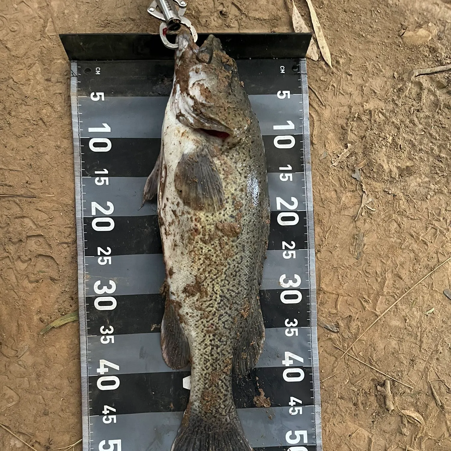 angler catch