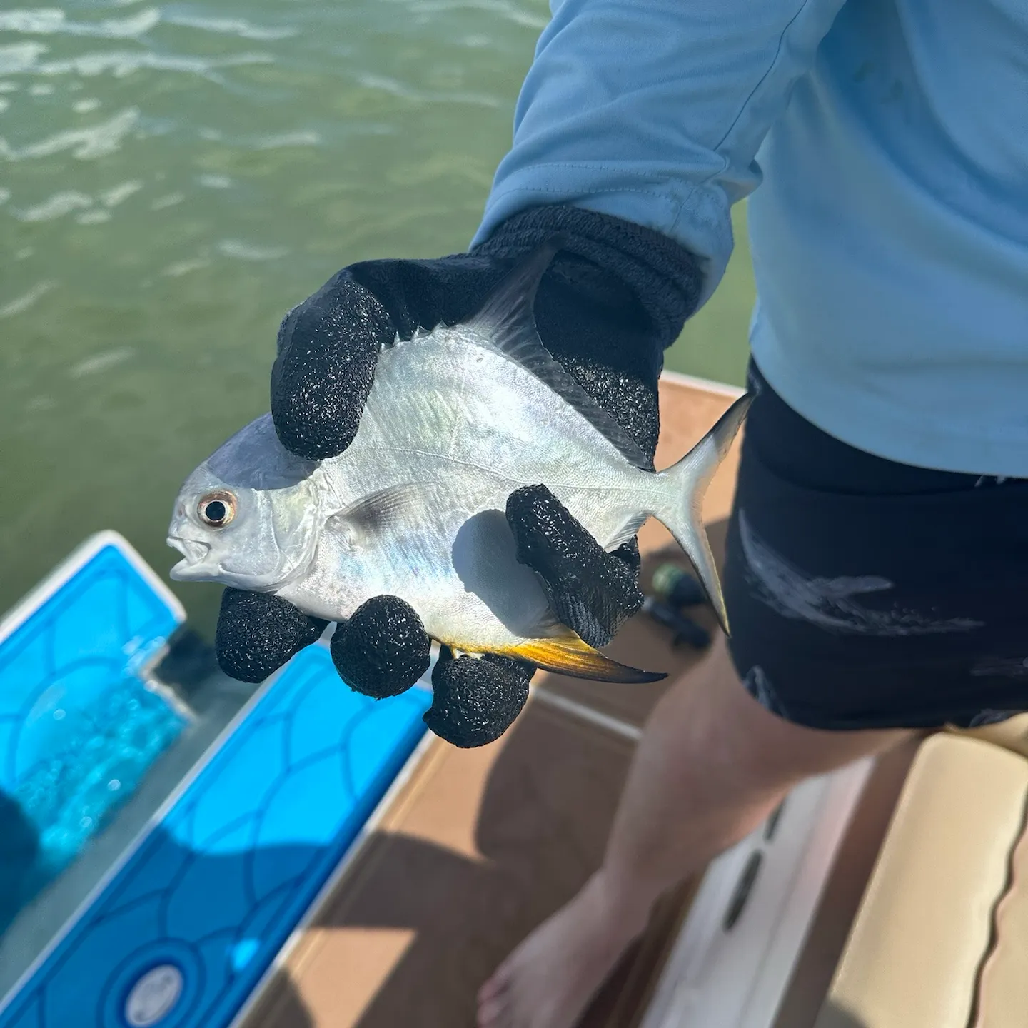 The most recent Permit catches on Fishbrain